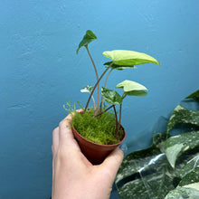 Load image into Gallery viewer, Syngonium Podophyllum Albo Variegata Propagation Pot