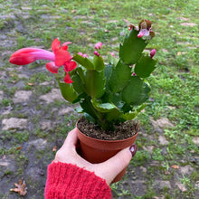 Load image into Gallery viewer, Schlumbergera 'Thanksgiving Cactus'