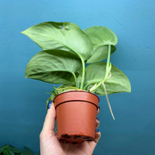 Load image into Gallery viewer, Scindapsus 'Trebie' Rooted Cuttings