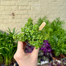 Load image into Gallery viewer, Pilea Depressa 'Baby Tears'