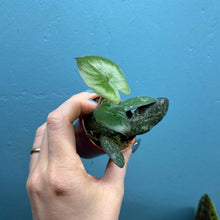 Load image into Gallery viewer, Hoya Sigitalis & Alocasia 'Yucatan Princess' Propagation Pot