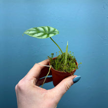 Load image into Gallery viewer, Alocasia 'Silver Dragon'