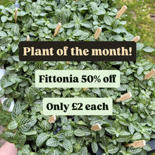 Load image into Gallery viewer, ✨ Plant of the month ✨ Baby Fittonia (White)