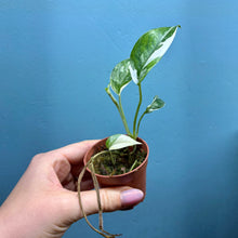 Load image into Gallery viewer, Epipremnum Pinnatum Variegated