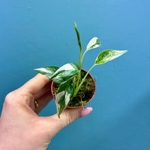 Load image into Gallery viewer, Epipremnum Pinnatum Variegated