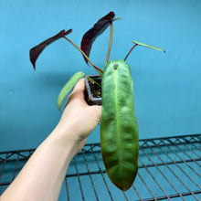 Load image into Gallery viewer, Philodendron Atabapoense