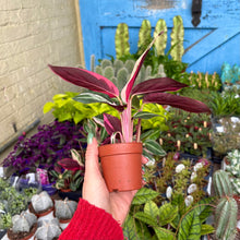 Load image into Gallery viewer, Calathea Sanguine 'Triostar'