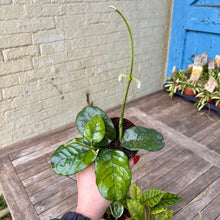 Load image into Gallery viewer, Hoya Villosa