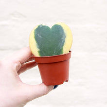 Load image into Gallery viewer, Baby Hoya Kerrii Variegata