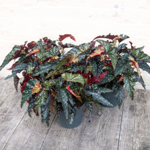 Load image into Gallery viewer, Begonia Maculata 'Black Forest'