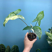 Load image into Gallery viewer, Syngonium Podophyllum Albo Variegata Propagation Pot