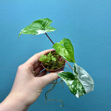 Load image into Gallery viewer, Syngonium Podophyllum Albo Variegata Propagation Pot