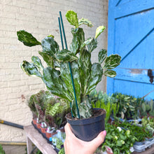 Load image into Gallery viewer, Opuntia Jamaicensis 'Ghost'