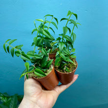 Load image into Gallery viewer, Hoya Bella