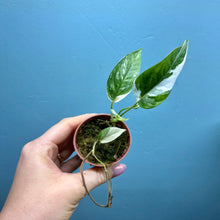 Load image into Gallery viewer, Epipremnum Pinnatum Variegated