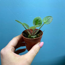 Load image into Gallery viewer, Saintpaulia 'African Violet' Propagation Small Plant