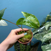 Load image into Gallery viewer, Syngonium Podophyllum Albo Variegata Propagation Pot