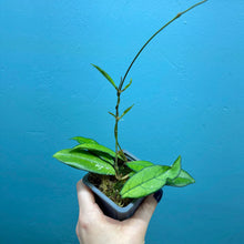 Load image into Gallery viewer, Hoya Crassipetiolata Propagation Pot