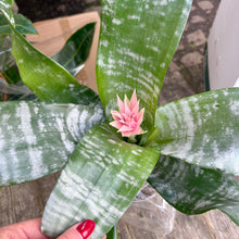 Load image into Gallery viewer, Aechmea Fasciata 'Primera' (Pink Bromeliad)