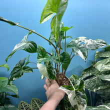Load image into Gallery viewer, Syngonium Podophyllum Albo Variegata