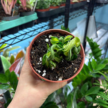 Load image into Gallery viewer, Hoya 'Mauna Loa' Variegated Hindu Rope Plant