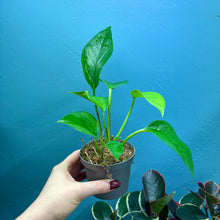 Load image into Gallery viewer, Epipremnum Aureum Green Pothos Rooted Cuttings