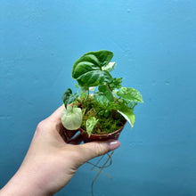 Load image into Gallery viewer, Syngonium Podophyllum Albo Variegata Propagation Pot