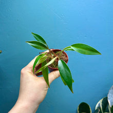 Load image into Gallery viewer, Philodendron Erubescens 'Red Emerald'