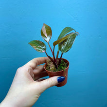 Load image into Gallery viewer, Philodendron 'Pink Princess' B