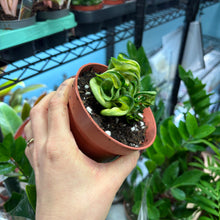 Load image into Gallery viewer, Hoya 'Mauna Loa' Variegated Hindu Rope Plant