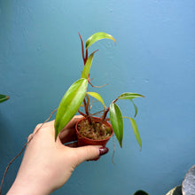 Load image into Gallery viewer, Home Grown Houseplant Wonky Bargain Bundle - Philodendron, Sansevieria & Syngonium