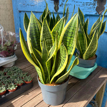 Load image into Gallery viewer, Sansevieria Trifasciata Futura Superba 'Snake Plant'