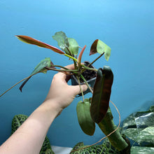 Load image into Gallery viewer, Philodendron Atabapoense