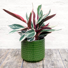 Load image into Gallery viewer, Calathea Sanguine 'Triostar'