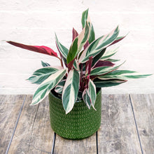 Load image into Gallery viewer, Calathea Sanguine 'Triostar'