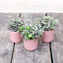 Load image into Gallery viewer, Callisia 'Pink Lady'