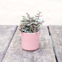 Load image into Gallery viewer, Callisia 'Pink Lady'