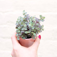 Load image into Gallery viewer, Callisia 'Pink Lady'