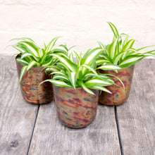 Load image into Gallery viewer, Chlorophytum Comosum Variegatum 'Spider Plant'