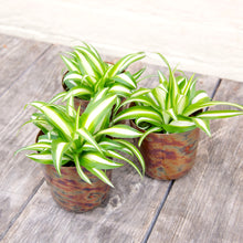 Load image into Gallery viewer, Chlorophytum Comosum Variegatum 'Spider Plant'
