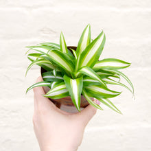 Load image into Gallery viewer, Chlorophytum Comosum Variegatum 'Spider Plant'
