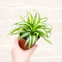 Load image into Gallery viewer, Chlorophytum Comosum Variegatum 'Spider Plant'