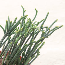 Load image into Gallery viewer, Crassula Lycopodioides 'Watch Chain'