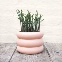 Load image into Gallery viewer, Crassula Lycopodioides 'Watch Chain'