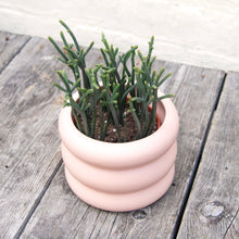 Load image into Gallery viewer, Crassula Lycopodioides 'Watch Chain'