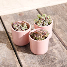 Load image into Gallery viewer, Crassula Marginalis Rubra Variegata 'Calico Kitten' (2 sizes)
