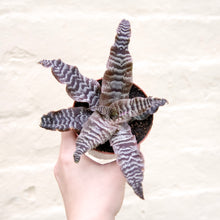 Load image into Gallery viewer, Cryptanthus Zonatus
