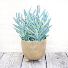 Load image into Gallery viewer, Curio Ficoides 'Mount Everest' (Skyscraper Senecio)