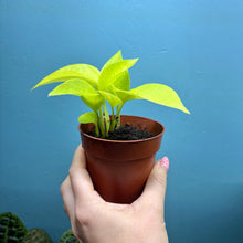 Load image into Gallery viewer, Epipremnum Aureum 'Neon Pothos' A