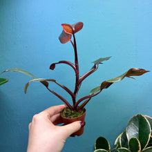 Load image into Gallery viewer, Home Grown Houseplant Wonky Bargain Bundle - Philodendron, Sansevieria & Syngonium